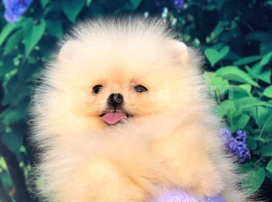 Pomerani̇an Boo Teacup Di̇şi̇ Ayicik Kizimiz görsel
