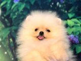 Pomerani̇an Boo Teacup Di̇şi̇ Ayicik Kizimiz