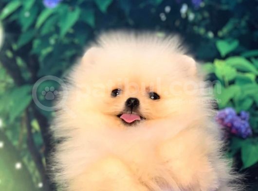 Pomerani̇an Boo Teacup Di̇şi̇ Ayicik Kizimiz görsel
