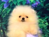 Pomerani̇an Boo Teacup Di̇şi̇ Ayicik Kizimiz