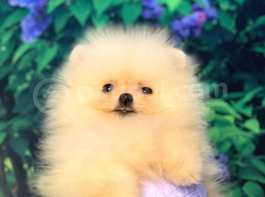 Pomerani̇an Boo Teacup Di̇şi̇ Ayicik Kizimiz