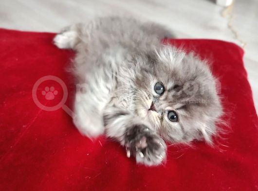 Anne Altından Sağlıklı Yavrularımız Sahiplendirilecektir görsel