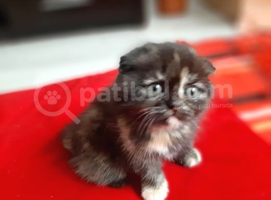 Anne Altından Sağlıklı Yavrularımız Sahiplendirilecektir görsel