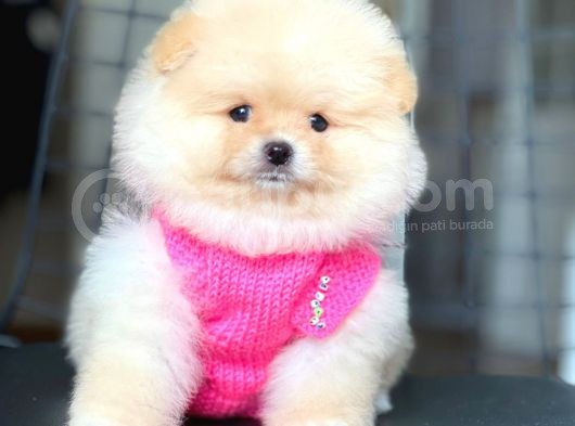 Ayıcık Yüzlü Orjinal Pomeranian Boo görsel