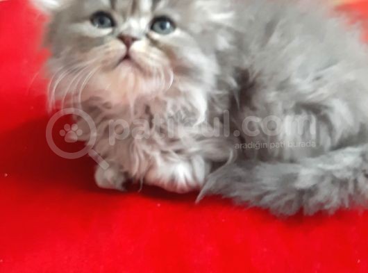 Anne Altından Sağlıklı Yavrularımız Sahiplendirilecektir görsel