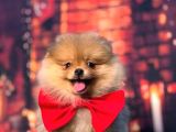 Orange Pomerani̇an Boo Kizimiz