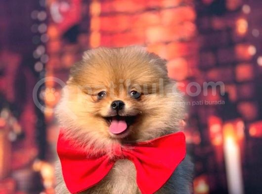 Orange Pomerani̇an Boo Kizimiz görsel
