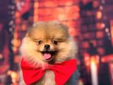 Orange Pomerani̇an Boo Kizimiz