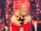 Orange Pomerani̇an Boo Kizimiz