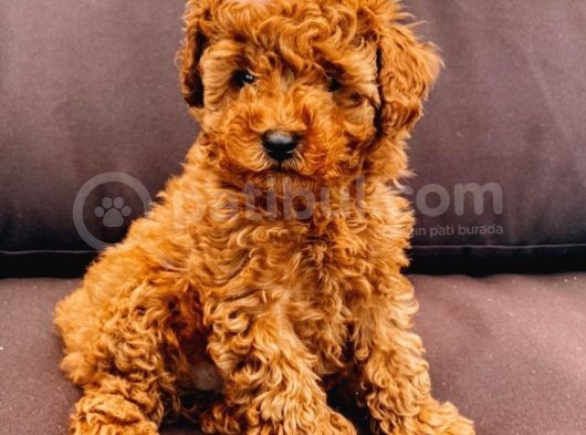 Safkan Toy Poodle Yavrularimiz görsel