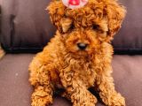 Safkan Toy Poodle Yavrularimiz