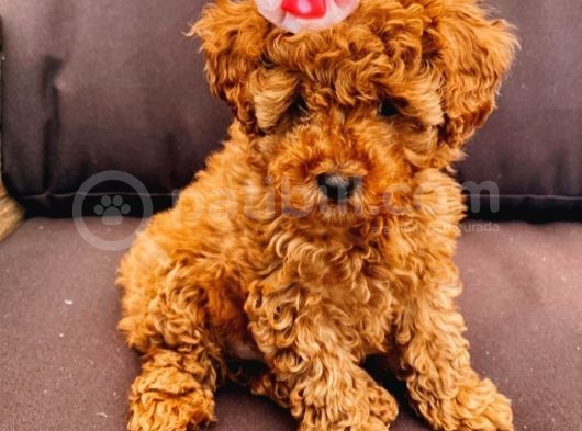 Safkan Toy Poodle Yavrularimiz görsel