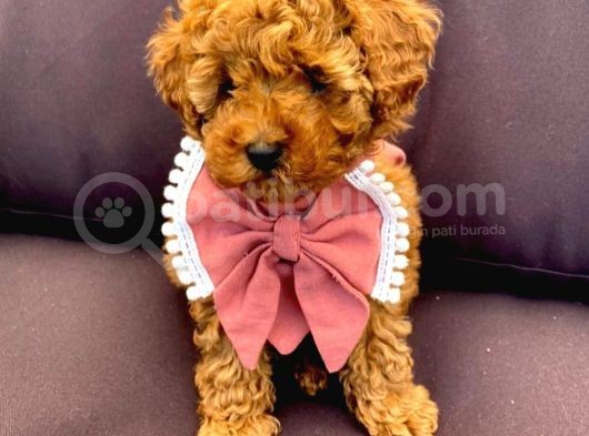Safkan Toy Poodle Yavrularimiz görsel