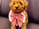 Safkan Toy Poodle Yavrularimiz