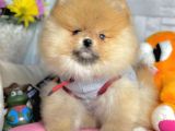 Safkan Teddy Surat Pomeranian Boo Yavrularımız