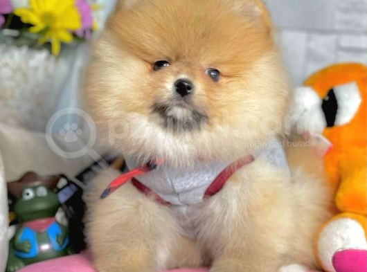 Safkan Teddy Surat Pomeranian Boo Yavrularımız görsel