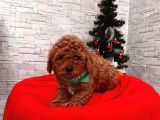 Safkan Toy Poodle Yavrularımız