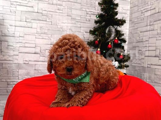 Safkan Toy Poodle Yavrularımız görsel