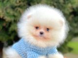 Safkan Teddy Surat Pomeranian Boo Yavrularımız