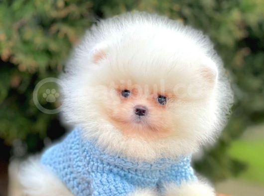 Safkan Teddy Surat Pomeranian Boo Yavrularımız