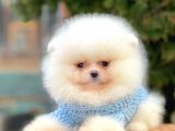 Safkan Teddy Surat Pomeranian Boo Yavrularımız