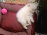 2 Aylık Dişi Kimlikli Ve Aşıları Tamamlanmış Pomeranian Boo