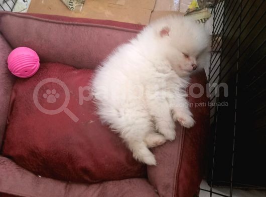 2 Aylık Dişi Kimlikli Ve Aşıları Tamamlanmış Pomeranian Boo görsel