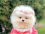 Safkan Teddy Surat Pomeranian Boo Yavrularımız
