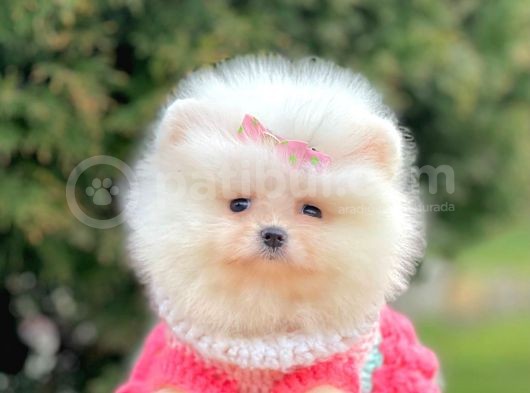Safkan Teddy Surat Pomeranian Boo Yavrularımız görsel