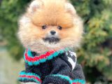 Safkan Teddy Surat Pomeranian Boo Yavrularımız