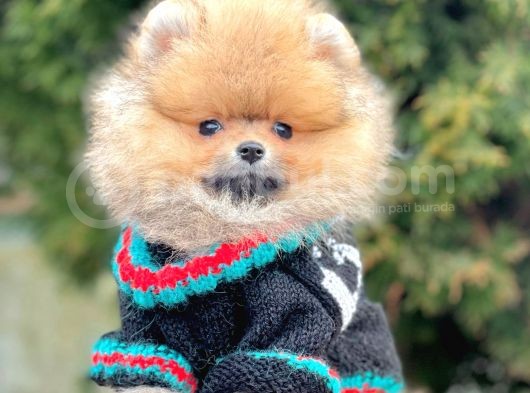 Safkan Teddy Surat Pomeranian Boo Yavrularımız görsel