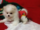 2 Aylık Dişi Kimlikli Ve Aşıları Tamamlanmış Pomeranian Boo