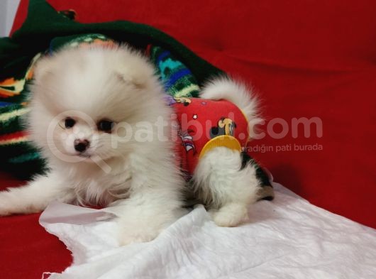 2 Aylık Dişi Kimlikli Ve Aşıları Tamamlanmış Pomeranian Boo görsel