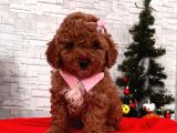Safkan Toy Poodle Yavrularımız