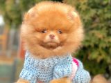 Safkan Teddy Surat Pomeranian Boo Yavrularımız