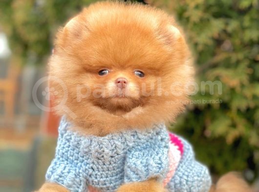 Safkan Teddy Surat Pomeranian Boo Yavrularımız görsel