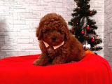 Safkan Toy Poodle Yavrularımız