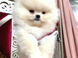Karbeyaz Ayicik Erkek Pomerani̇an Boo