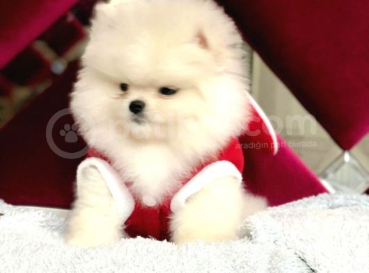 Karbeyaz Ayicik Erkek Pomerani̇an Boo