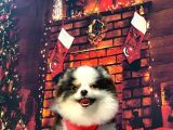 Three Colour Di̇şi̇ Pomerani̇an Boo