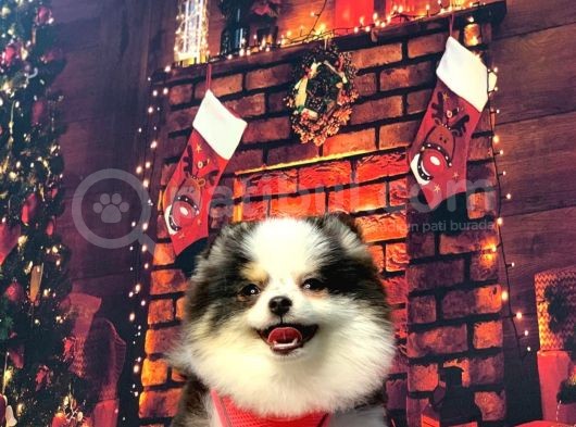 Three Colour Di̇şi̇ Pomerani̇an Boo görsel
