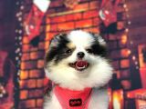 Three Colour Di̇şi̇ Pomerani̇an Boo