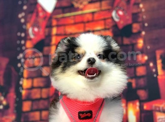 Three Colour Di̇şi̇ Pomerani̇an Boo görsel