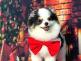 Three Colour Di̇şi̇ Pomerani̇an Boo