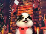 Three Colour Di̇şi̇ Pomerani̇an Boo