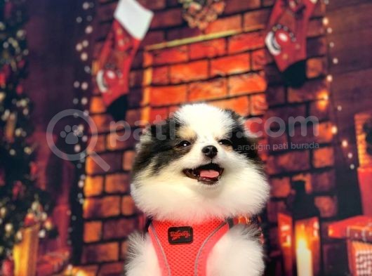 Three Colour Di̇şi̇ Pomerani̇an Boo