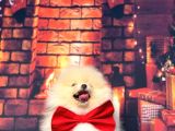Pomerani̇an Boo Üst Kali̇te Kizimiz