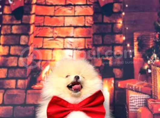 Pomerani̇an Boo Üst Kali̇te Kizimiz görsel