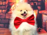 Pomerani̇an Boo Üst Kali̇te Kizimiz