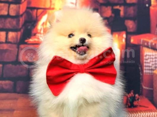 Pomerani̇an Boo Üst Kali̇te Kizimiz görsel